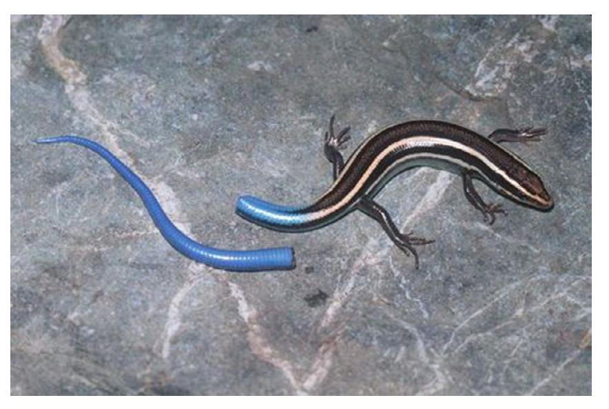 A Western skink, after it released its tail. Photo: William Leonard