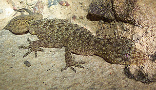 This broad-tailed gecko was found in Sydney’s northern suburbs. Like many other lizards, it can re-grow its tail.