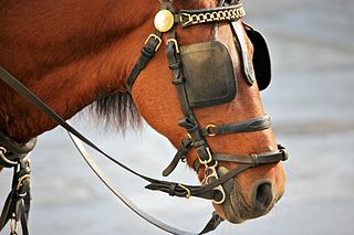 Horse. Credit: Alex Proimos from Sydney, Australia, CC BY 2.0, via Wikimedia Commons